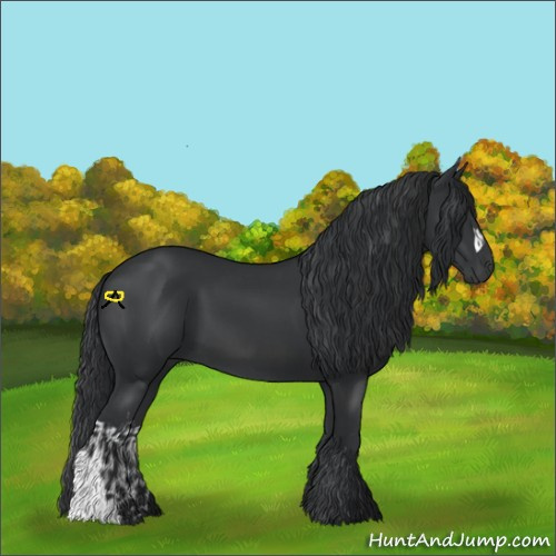 Horse Color:Black  and Black 