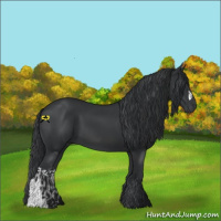 Horse Color:Black  and Black 