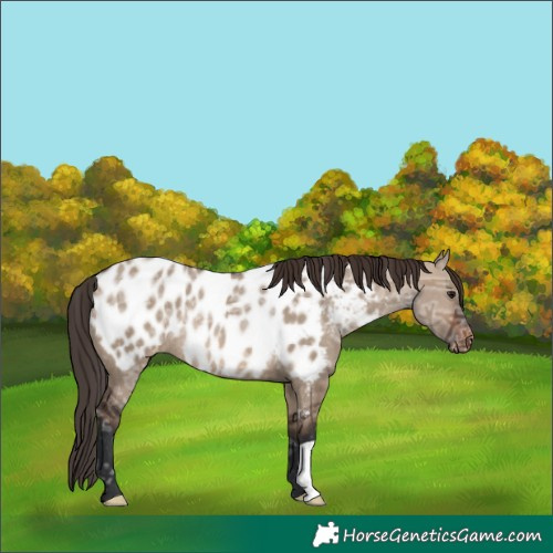 Horse Color:Brown Ice Dun Appaloosa Rabicano 