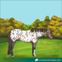 Horse Color:Brown Ice Dun Appaloosa Rabicano 