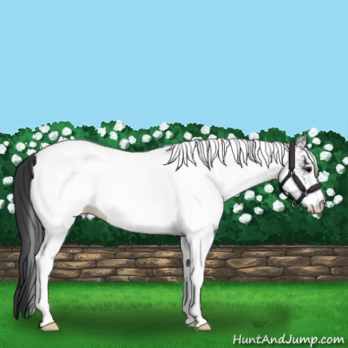 Horse Color:White Spotted Black 