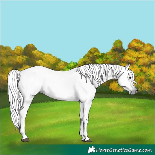 Horse Color:Gray Grullo Sabino Rabicano 