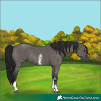 Horse Color:Gray Grullo Sabino Rabicano 