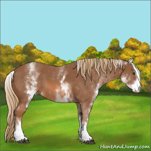 Horse Color:White Spotted Chestnut Sabino 