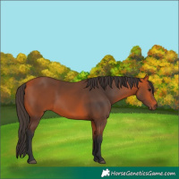 Horse Color:Bay 