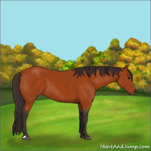 Horse Color:Buckskin 