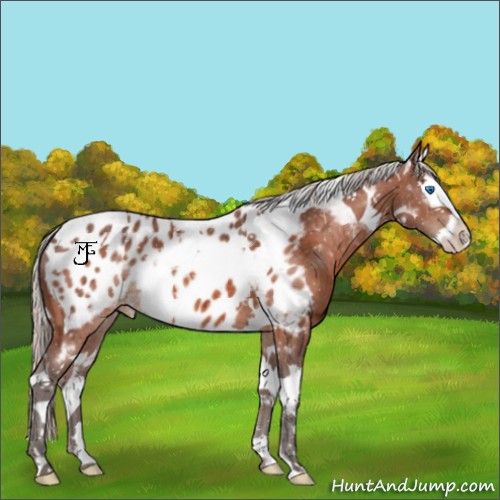 Horse Color:Silver Bay Ice Splash Tobiano Appaloosa 