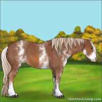 Horse Color:White Spotted Chestnut Sabino 