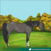 Horse Color:Unknown 