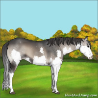 Horse Color:Blue Onyx Splash Appaloosa
