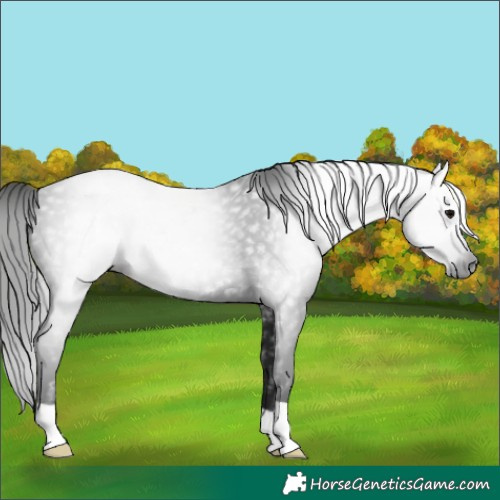 Horse Color:Gray Black