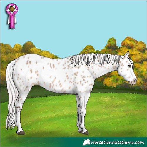 Horse Color:White Spotted Silver Brown Dun Appaloosa Rabicano 