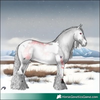 Horse Color:Silver Brown Chinchilla Roan Onyx Tobiano