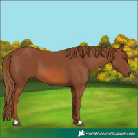 Horse Color:Chestnut 
