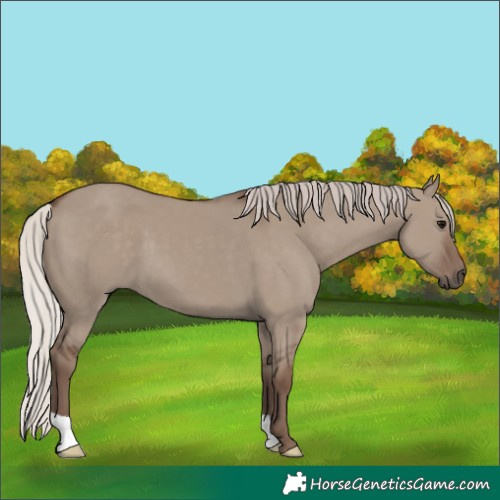 Horse Color:Silver Grullo 
