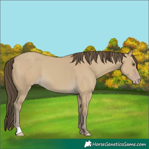 Horse Color:Classic Cream Champagne Dun 