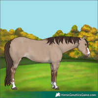 Horse Color:Liver Red Dun 