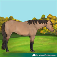 Horse Color:Bay Dun 