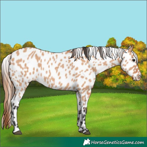Horse Color:Bay Dun Leopard 