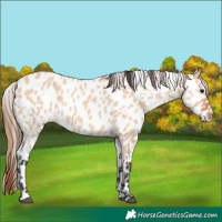 Horse Color:Bay Dun Appaloosa 