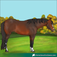 Horse Color:Bay 