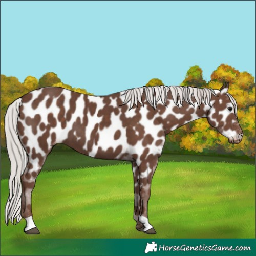 Horse Color:Silver Black Appaloosa 