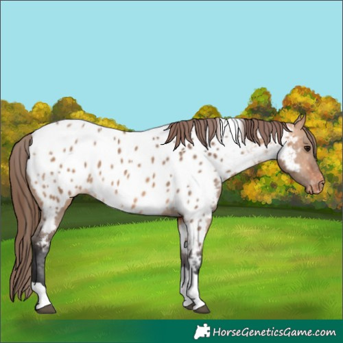 Horse Color:Bay Dun Tobiano Near Leopard