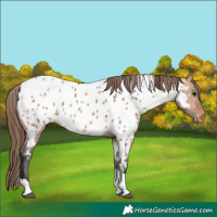 Horse Color:Bay Dun Tobiano Near Leopard 