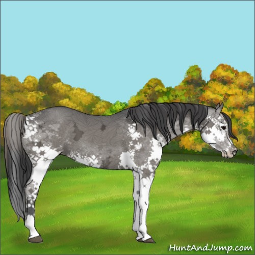Horse Color:Grullo Ice Splash 