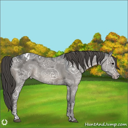 Horse Color:Grullo Ice Appaloosa 