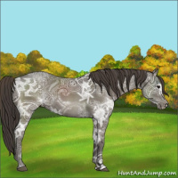 Horse Color:Smoky Black Ice 