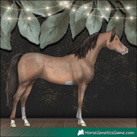 Horse Color:Sable Champagne Sabino Tobiano 