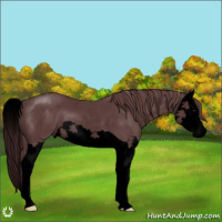 Horse Color:Void Chocolate Black Splash 