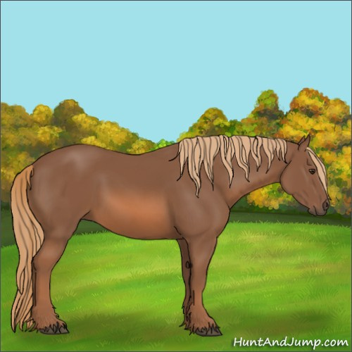 Horse Color:Chestnut 