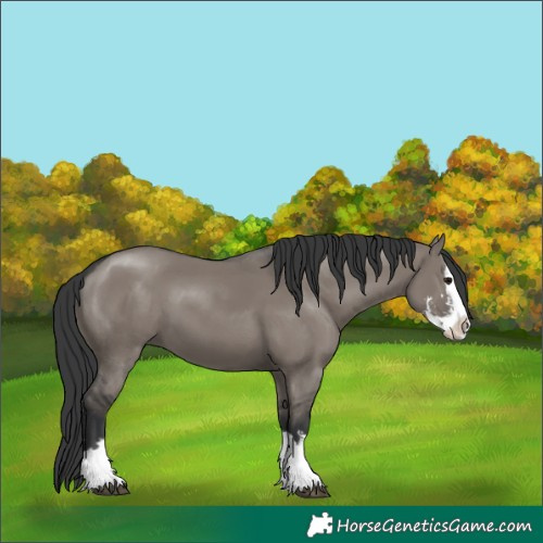 Horse Color:Grullo Sabino Splash