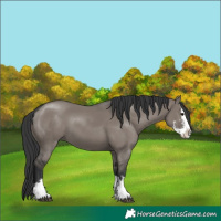 Horse Color:Grullo Sabino Splash 