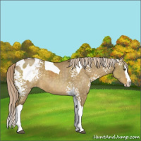 Horse Color:White Spotted Chocolate Palomino Dun Splash Tobiano Blanket Rabicano 