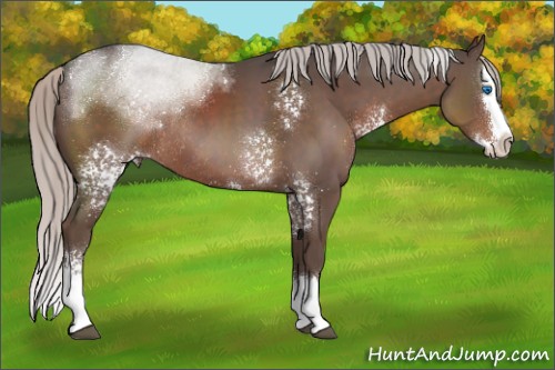 Horse Color:White Spotted Silver Black Splash Rabicano 