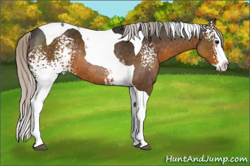 Horse Color:White Spotted Silver Smoky Black Splash Tobiano Rabicano 