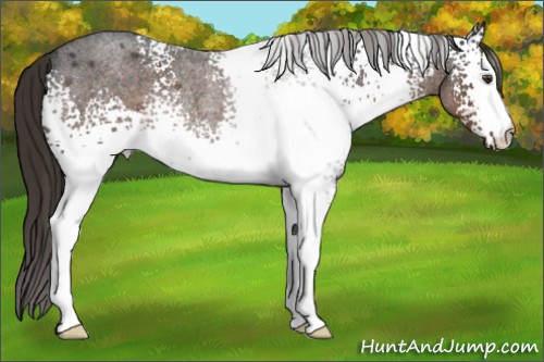 Horse Color:White Spotted Liver Red Roan Rabicano 