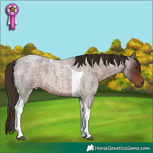 Horse Color:Liver Red Roan Tobiano 