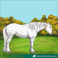 Horse Color:White Spotted Silver Buckskin Splash Tobiano Appaloosa 