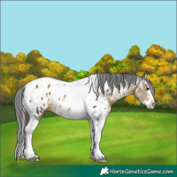 Horse Color:White Spotted Buckskin Splash Tobiano Appaloosa Rabicano 