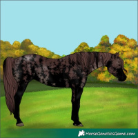 Horse Color:Void Chocolate Black Sabino Rabicano 