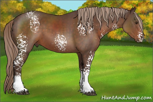 Horse Color:White Spotted Liver Chestnut Tobiano 