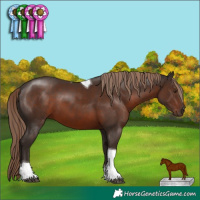Horse Color:Liver Chestnut Tobiano Rabicano