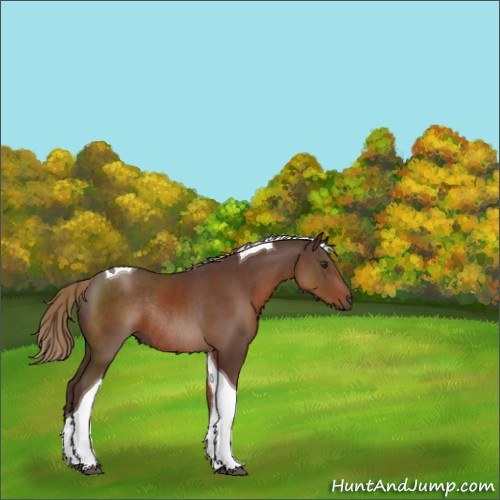 Horse Color:Liver Chestnut Tobiano Rabicano 