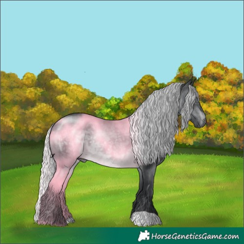 Horse Color:Silver Brown Chinchilla 