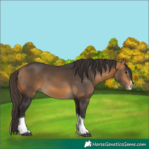 Horse Color:Buckskin Splash Tobiano 