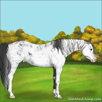 Horse Color:Black Sabino 
